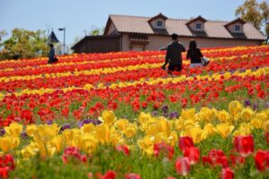 大阪府のハーベストの丘は、季節の花々を楽しめ、団体旅行・社員旅行でもおすすめです。