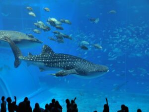 大阪市の海遊館。ジンベイザメが見ごたえ抜群。団体旅行・社員旅行でもプラン提案します。