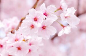 団体旅行におすすめの観劇の一つ、OSK日本歌劇団は、松竹の運営。桜花が歌劇団のイメージです。